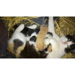 PHOTOS FAITES AVEC CE SMARTPHONE