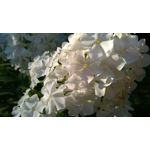 Imágenes de los usuarios Nokia Lumia 930