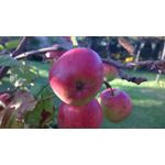 Imágenes de los usuarios Nokia Lumia 930