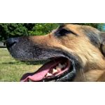 Imágenes de los usuarios Nokia Lumia 930