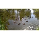 Imágenes de los usuarios Nokia Lumia 930