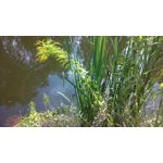 Imágenes de los usuarios Nokia Lumia 930