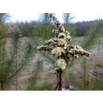 FOTO'S VAN DEZE TELEFOON