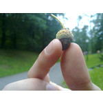 Pictures by this phone Nokia N79