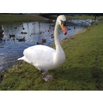 Pictures by this phone Nokia N79