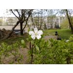 LAS FOTOS HECHAS CON ESTE TELÉFONO