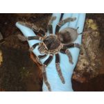 LAS FOTOS HECHAS CON ESTE TELÉFONO