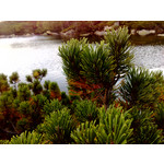 LAS FOTOS HECHAS CON ESTE TELÉFONO