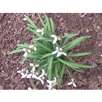 FOTO'S VAN DEZE TELEFOON