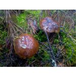 ФОТКИ СНЯТЫЕ ДАННЫМ МОБИЛЬНИКОМ