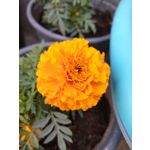 IMAGENS DESTE TELEFONE