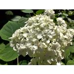 PICTURES FROM THIS PHONE