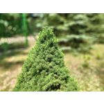 PICTURES FROM THIS PHONE