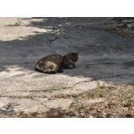 Fotos de usuários Nothing Phone (3) Fotos de usuários Nothing Phone (3)