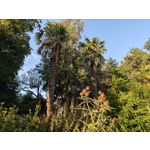 Fotos de usuários Nothing Phone (3) Fotos de usuários Nothing Phone (3)