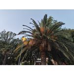 Fotos de usuários Nothing Phone (3) Fotos de usuários Nothing Phone (3)