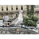 Fotos de usuários Nothing Phone (3) Fotos de usuários Nothing Phone (3)