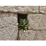 Fotos de usuários Nothing Phone (3) Fotos de usuários Nothing Phone (3)