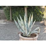 Fotos de usuários Nothing Phone (3) Fotos de usuários Nothing Phone (3)