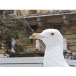 Fotos de usuários Nothing Phone (3) Fotos de usuários Nothing Phone (3)