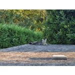 Fotos de usuários Nothing Phone (3) Fotos de usuários Nothing Phone (3)