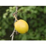 來自這款手機的圖片