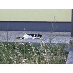 Fotos de usuários Nothing Phone (3) Fotos de usuários Nothing Phone (3)