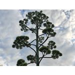 Fotos de usuários Nothing Phone (3) Fotos de usuários Nothing Phone (3)