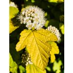 FOTO FATTE CON QUESTO TELEFONO