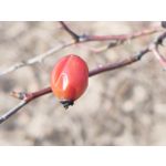 用户照片 Nothing Phone (3a)