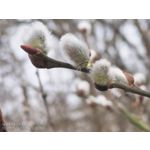 用户照片 Nothing Phone (3a)