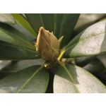 用户照片 Nothing Phone (3a)