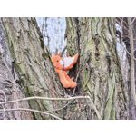 用户照片 Nothing Phone (3a)