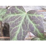 用户照片 Nothing Phone (3a)