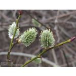 FOTO'S VAN DEZE TELEFOON