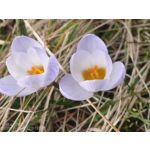 用户照片 Nothing Phone (3a)