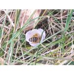 用户照片 Nothing Phone (3a)