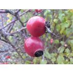 FOTO'S VAN DEZE TELEFOON