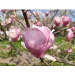 PHOTOS FAITES AVEC CE SMARTPHONE