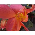 PHOTOS FAITES AVEC CE SMARTPHONE
