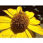 PHOTOS FAITES AVEC CE SMARTPHONE
