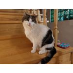 Foto dei utenti Nubia Red Magic 9 Pro+