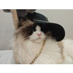 Foto dei utenti Nubia Red Magic 9 Pro+