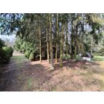 Foto dei utenti Nubia Red Magic 9 Pro+