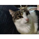 Foto dei utenti Nubia Red Magic 9 Pro+