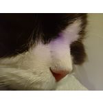 Foto dei utenti Nubia Red Magic 9 Pro+