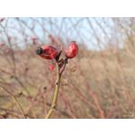 Foto dei utenti Nubia Red Magic 9 Pro+