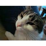 Foto dei utenti Nubia Red Magic 9 Pro+