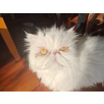 Foto dei utenti Nubia Red Magic 9 Pro+