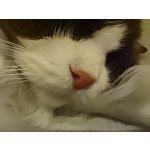 Foto dei utenti Nubia Red Magic 9 Pro+